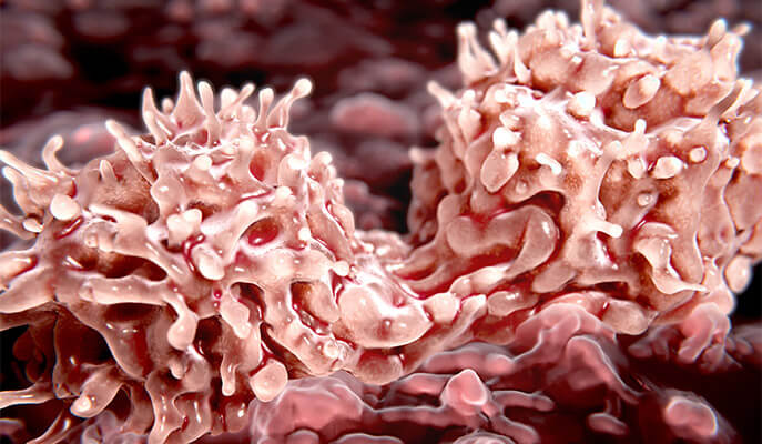 انقسام الخلايا الجذعية في نخاع العظم. إمدادات جديدة من مليارات الخلايا يوميا. تصوير: د. كارين جولان، معهد وايزمان