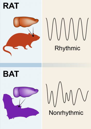 The electrical activity in rats versus bats. "In humans and monkeys, the activity measured is much closer to bats than to rats"