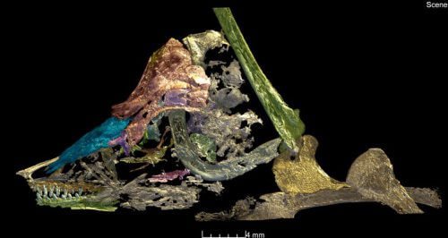 Synchrotron scanning helped reveal the characteristics of the fossils. Paul Tafforeau / ESRF, courtesy of the author