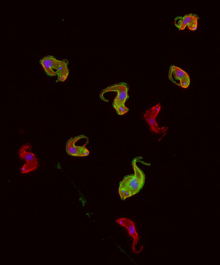 يهرب الطفيل من الجهاز المناعي عن طريق تغيير المستضد. يوضح اللونان الأحمر والأخضر الفرق بين المستضدات التي يقدمها الأفراد المختلفون. ويظهر الحمض النووي باللون الأزرق. بإذن من لورا مولر