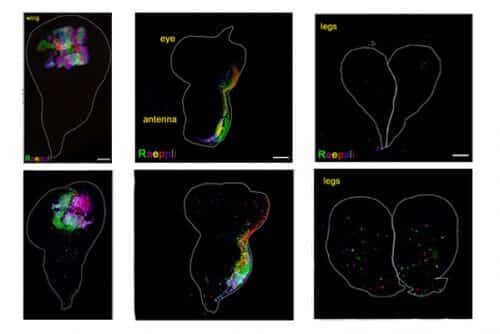 The cells labeled with fluorescent dyes in the primary tissues of the wing (left), eye (center) or leg (right) in the fruit fly larva, do not migrate when they have normal caspase activity (top row). When the caspases are removed, these cells begin to migrate after irradiation to other parts of the tissue (bottom row)