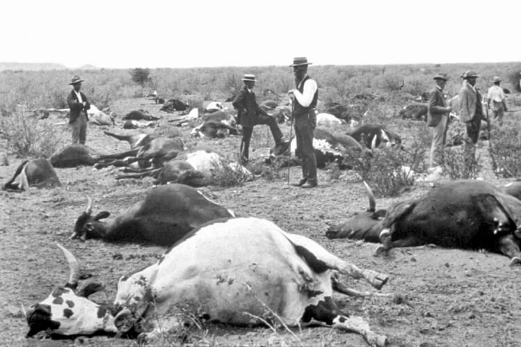 Cows die of diseases carried by the tsetse fly, South Africa, 1896. From Wikipedia