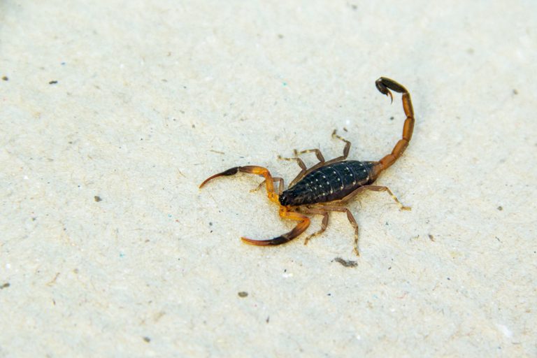 Yellow scorpion. Photo: shutterstock