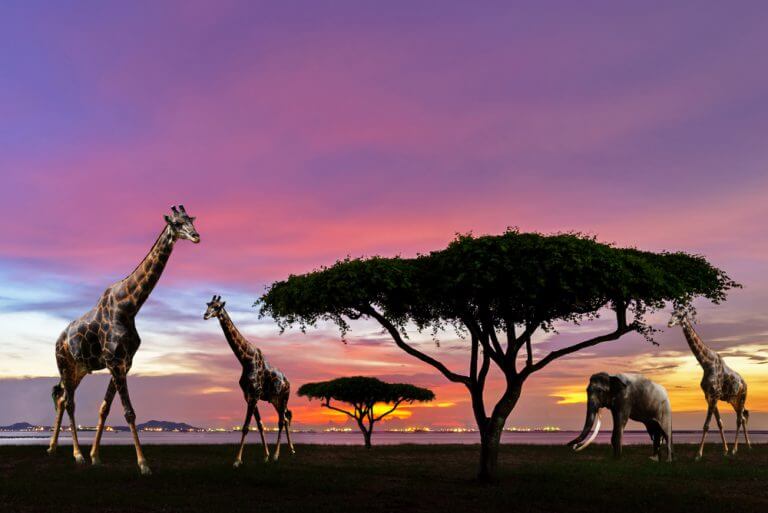 Animals in the wild. getting less and less. Photo: shutterstock