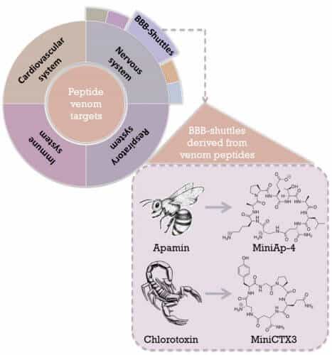 החדרת תרופות למוח באמצעות ארס עקרבים. Peptides and Proteins lab at IRB Barcelona
