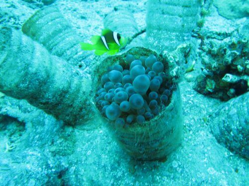 النفايات البلاستيكية فوق خيار البحر. الشعاب المرجانية في إيلات. تصوير: غييرمو بن نعيم أندرسون.