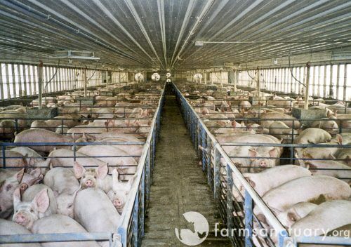 Pig breeding farm (there is no connection between the picture and the description of the article). Source: Farm Sanctuary.