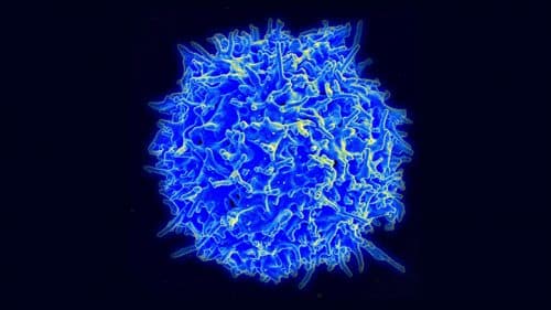 A healthy human T cell. Source: NASA's Marshall Space Flight Center.