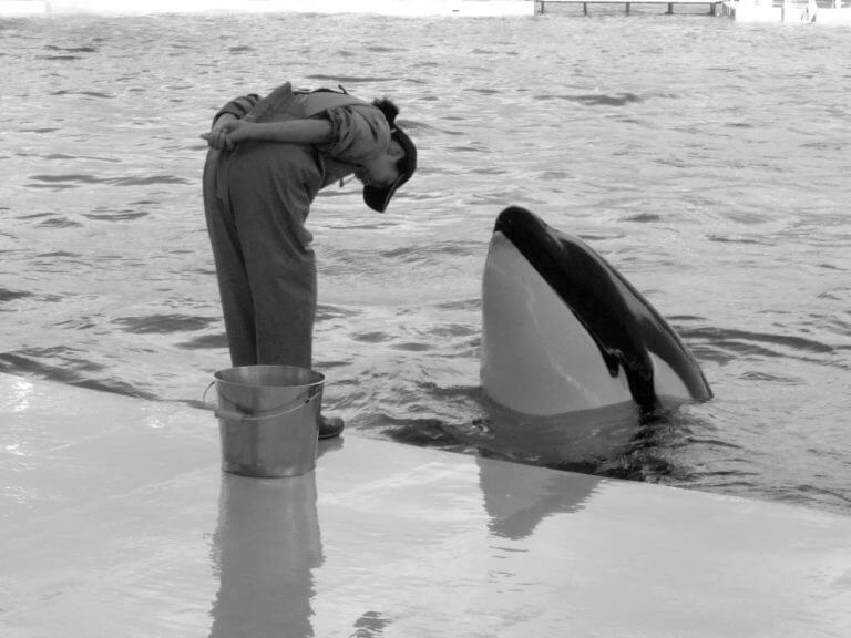 עובדת במרכז ימי קדה קידה בפני לווייתן. מקור: gwaar.