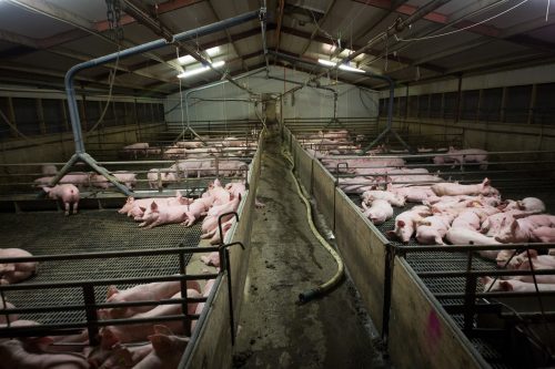 مزرعة تربية الخنازير (لا يوجد أي صلة بين الصورة ومحتوى المقال). المصدر: مراقبة المزرعة.