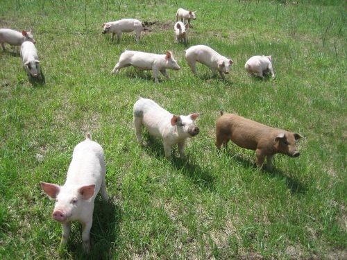 في دراسة أجريت عام 2007، أفاد باحثون من جامعة تكساس التقنية أن الخنازير التي يتم تربيتها في الأماكن المفتوحة لديها نشاط متزايد للخلايا المناعية التي تحارب البكتيريا، وهي خلايا تسمى العدلات، وهو نشاط أكثر قوة بكثير من ذلك الموجود في الحيوانات التي يتم تربيتها في المباني المغلقة. تصوير: ريان إيبي.