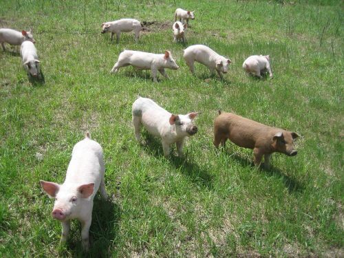 In a 2007 study, researchers from Texas Tech University reported that pigs raised in open spaces had an increased activity of immune cells that fight bacteria, cells called neutrophils, a much more vigorous activity than that found in animals raised in closed buildings. Photography: Ryan Eby.