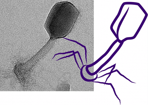 עיבוד של פרופ' בז'ה לתמונת הווירוס במיקרוסקופ אלקטרונים. צילום: דוברות הטכניון.