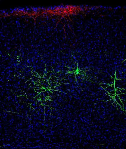 A section of a mouse cerebral cortex. Ndnf cells (in red) in the uppermost layer are associated with excitatory neurons (in green) in lower layers (in blue: cell nuclei). Courtesy of the laboratory of Prof. Ivo Spiegel, Weizmann Institute