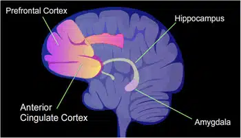 Key areas of the brain play a role in creating memories. The amygdala is essential for memories with emotional content, and the hippocampus is involved in creating memories of experiences. My laboratory performed an experiment on mice that showed that cells in which we increased the amount of a protein called CREB, are more likely to participate in encoding memories. – A.J.S. Figure: NIMH.