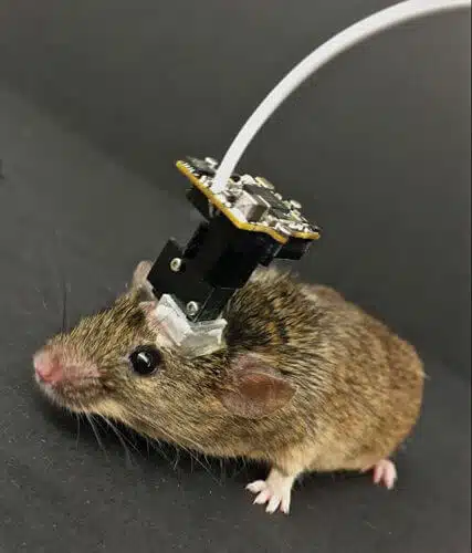 A microscope attached to the head of a live mouse allows researchers to examine the activity of the brain cells that store memories. Photo: Courtesy of Dennis J. Kaye, Integrative Learning and Memory Institute, University of California, Los Angeles.