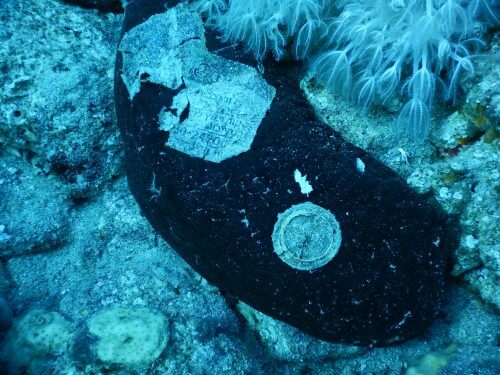 שושנת ים ודג שושנון בבית חדש בבקבוק מים מינרליים. שונית האלמוגים באילת. צילום: ד"ר עדי לביא.