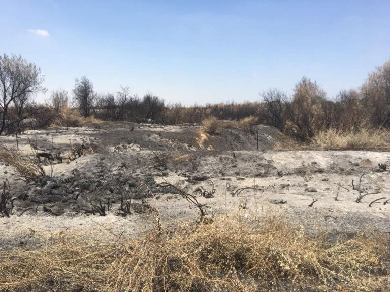 Scorched soil in Nahal Garer as a result of Ibera balloons that came from Gaza. The changes in the ecosystem can be long-term, and it is difficult to know yet what the effect of the fire will be in the future. Photo: Angle