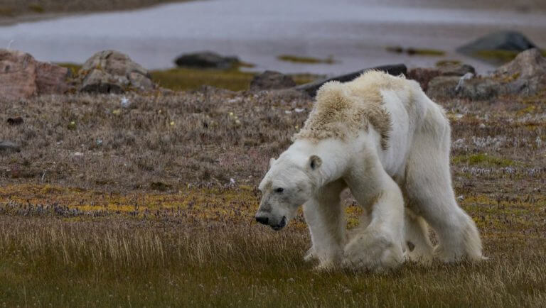 The Arctic Circle is one of the first to be affected by warming. Photo: Paul Nicklan