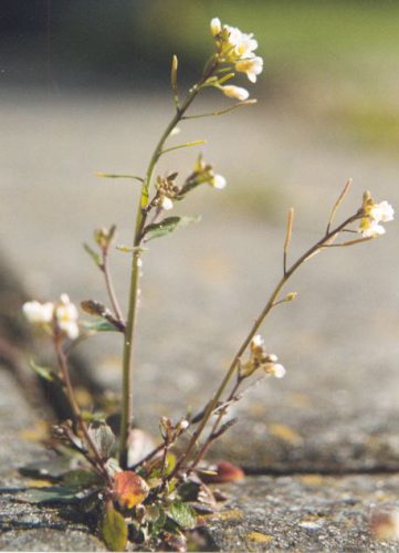 תודרנית לבנה (Arabidopsis_thaliana). מתוך ויקיפדיה