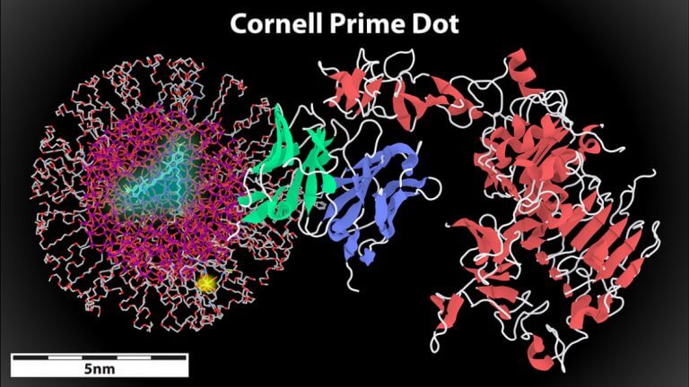 Illustration of a primary Cornell spot (left) attached to an antibody fragment (center) while binding to the HER2 cancer cell receptor (right). The dot and the antibody attached to it together are less than 8 nanometers in diameter, the size threshold for removal from the body by the kidneys.