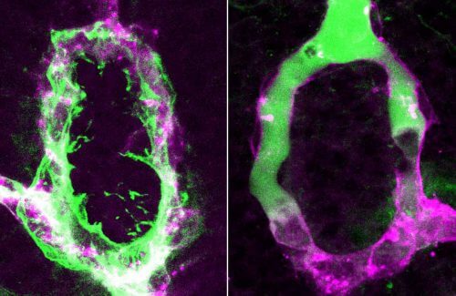 Blood vessels in the zebrafish pituitary gland before blocking their permeability (left) and after (right)