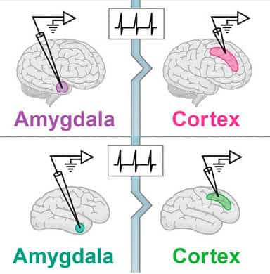 החוקרים גילו כי הקידוד העצבי בקליפת המוח יעיל יותר מאשר באמיגדלה בבני אדם (שורה עליונה) ובקופים (שורה תחתונה). הקידוד העצבי בשני אזורי מוח אלה יעיל יותר בבני אדם, אך חסין פחות בפני שגיאות