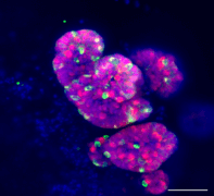 מיני-מעי הגדל בצלחת (תאים מתחלקים בקריפטות צבועים באדום, ובירוק - תאים בנישה התומכים בתאי הגזע)