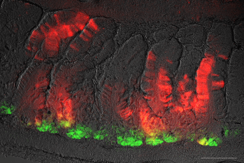 Tracking the stem cells (in green) and their daughter cells (in red) in the animal