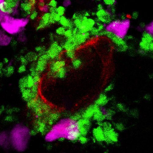 The triumvirate of the neurohypophysis: phytocytes (in purple) scattered between the ends of axons (in green) and blood capillaries (in red)