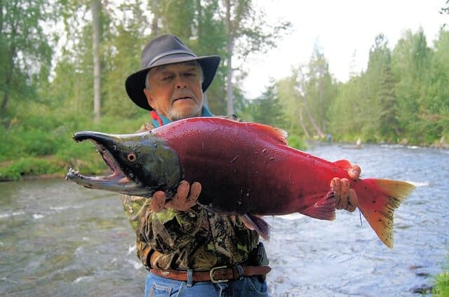 A fisherman catches sockeye salmon. Photo: from PIXABAY.COM
