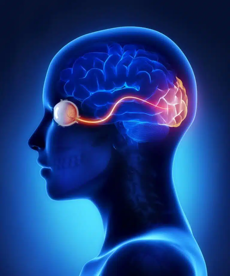 The eye and the optic nerves in the cerebral cortex. Illustration: shutterstock