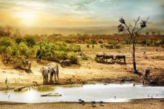 יונקים גדולים בסוואנה אפריקה, בסכנת הכחדה. צילום: shutterstock