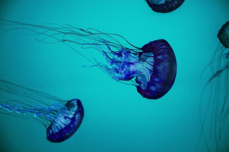Jellyfish in the water. Photo: from PIXABAY,COM