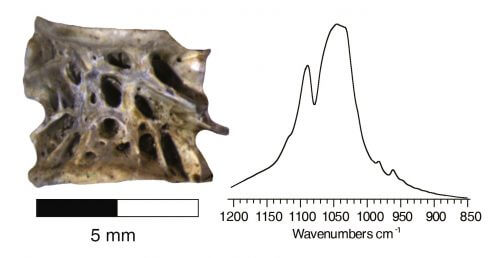 עצם סלמון ארכיאולוגית (שמאל) והחותמת המינרלית הייחודית בשיטת קרינה אינפרא-אדומה (ימין). הוכן ע"י דון באטלר
