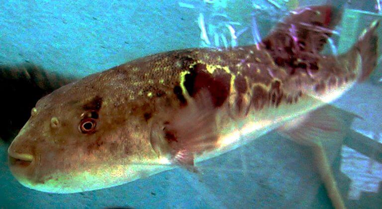 سمك البوجو (أبو نفحة) من ويكيبيديا