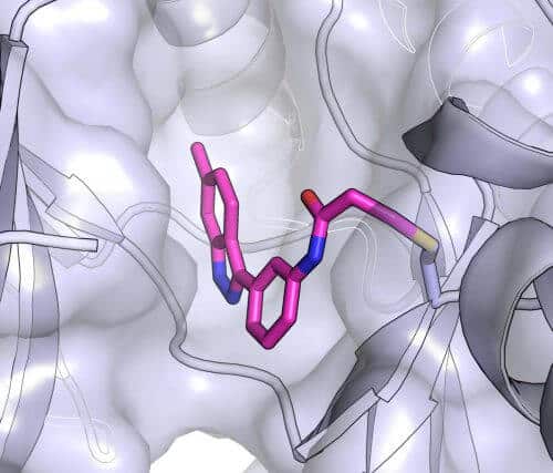 The new inhibitor (in purple) that the researchers discovered binds with extraordinary efficiency to the MKK7 protein from the kinase group (in gray). Courtesy of Prof. Nir London, Weizmann Institute
