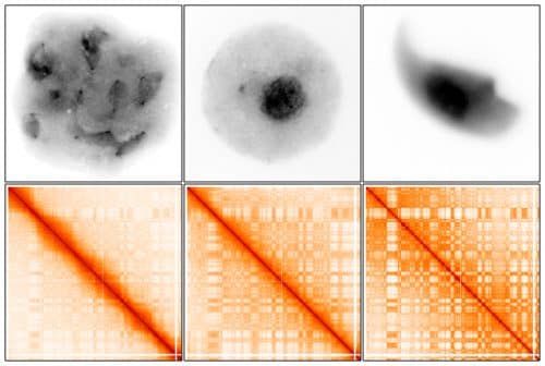 Changes in DNA organization during sperm cell development. From left to right: developing sperm cells (beginning of meiosis), developing sperm cells (after meiosis) and mature sperm cells. Top row: microscope images of the cells with the DNA marked in black. Bottom row: Hi-C experiment interaction maps, depicting spatial structures of DNA (rectangular shapes). You can see that at the beginning of meiosis, when the DNA is compacted, the structures are present but weaker; They get stronger after meiosis; And they reach their peak strength in mature sperm cells. Illustration by Prof. Stoshi Namakawa, Cincinnati Children's Hospital