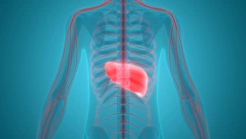 the liver Image: Shutterstock