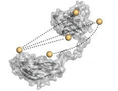 מודל אטומי של שתי תתי-יחידות בצלולוזום של החיידק Clostridium thermocellum. הכדורים המוזהבים מסמנים את מיקומם של התגים הפלואורסצנטיים שסייעו לנתח את התגובות הדינמיות בין תתי-היחידות