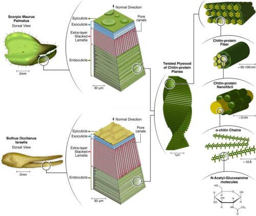 The researchers discovered that the cuticle of the sea urchins has eight hierarchical levels - and the second hierarchical level is divided into four sub-layers, as opposed to only three in lobsters and crabs