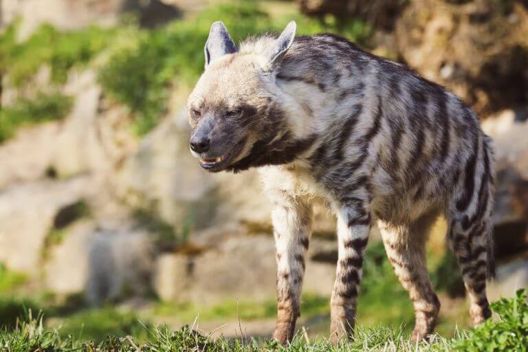 צבוע מפוספס (Hyaena hyaena). צילום: shutterstock