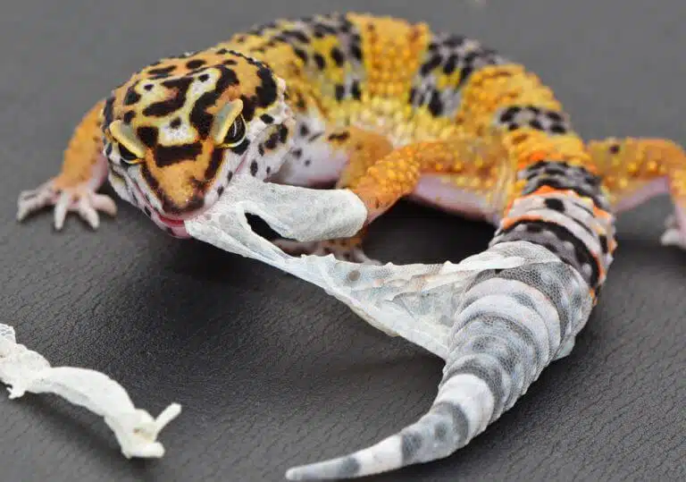 A gecko regrows its tail. Photo: shutterstock