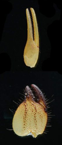 The fat and the thin: pincers of an Israeli stingray (above) and a yellow-armed scorpion