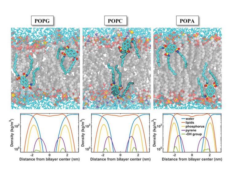 In the figure: computer simulation (molecular dynamics) showing the position of the molecular probe on the surface of different membranes with different lipid composition