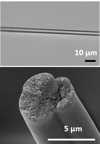 Engineered bacteria produce spider web proteins that could be used as strong fibers [Courtesy: Christopher Bowen]