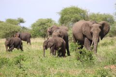 בבוצואנה חיים כ-130 אלף פילים – יותר מאשר בכל מדינה אחרת בעולם. צילום: Sofia Zubiria, Unsplash