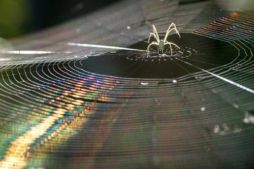 A spider spins webs. Photo: shutterstock