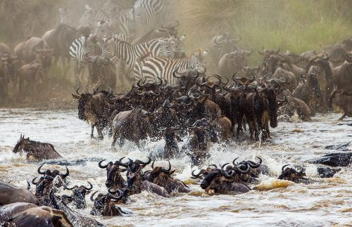 Animal migration in the Serengeti. Photo: shutterstock