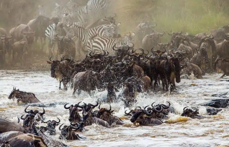 هجرة الحيوانات في سيرينجيتي. الصورة: شترستوك